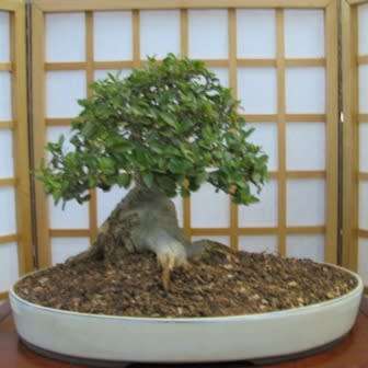 Ficus burtt-davyi - Scrambling Veld Fig - 10 Seed Pack - Indigenous Bonsai - NEW