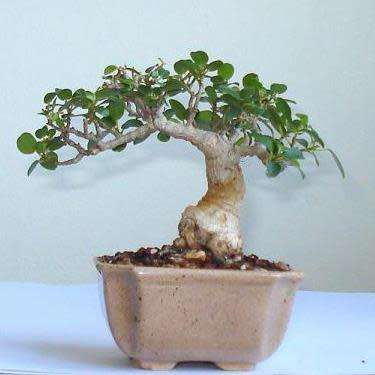 Ficus burtt-davyi - Scrambling Veld Fig - 10 Seed Pack - Indigenous Bonsai - NEW