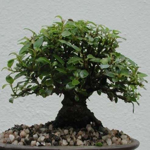 Ficus burtt-davyi - Scrambling Veld Fig - 10 Seed Pack - Indigenous Bonsai - NEW
