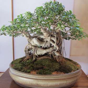 Ficus burtt-davyi - Scrambling Veld Fig - 10 Seed Pack - Indigenous Bonsai - NEW