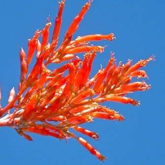 Fouquieria diguetii Seeds - Exotic Semi Succulent Shrub, Tree or Indoor Plant - NEW