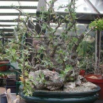 Fouquieria diguetii Seeds - Exotic Semi Succulent Shrub, Tree or Indoor Plant - NEW