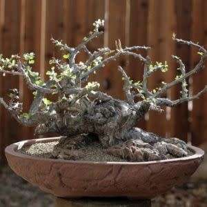 Fouquieria diguetii Seeds - Exotic Semi Succulent Shrub, Tree or Indoor Plant - NEW