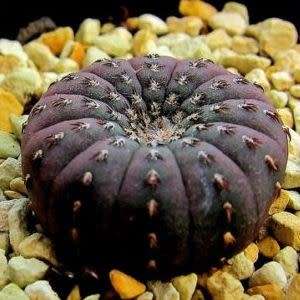 Frailea castanea - 5 Seed Pack - Rare Exotic Cactus Succulent - Combined Global Shipping NEW