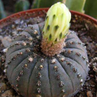 Frailea castanea - 5 Seed Pack - Rare Exotic Cactus Succulent - Combined Global Shipping NEW