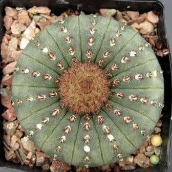 Frailea castanea - 5 Seed Pack - Rare Exotic Cactus Succulent - Combined Global Shipping NEW