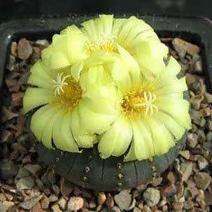 Frailea castanea - 5 Seed Pack - Rare Exotic Cactus Succulent - Combined Global Shipping NEW