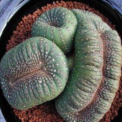 Frailea castanea - 5 Seed Pack - Rare Exotic Cactus Succulent - Combined Global Shipping NEW