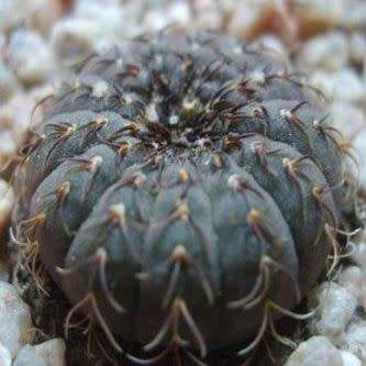 Frailea castanea - 5 Seed Pack - Rare Exotic Cactus Succulent - Combined Global Shipping NEW