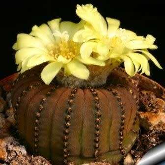 Frailea castanea - 5 Seed Pack - Rare Exotic Cactus Succulent - Combined Global Shipping NEW