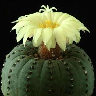 Frailea castanea - 5 Seed Pack - Rare Exotic Cactus Succulent - Combined Global Shipping NEW