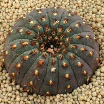 Frailea castanea - 5 Seed Pack - Rare Exotic Cactus Succulent - Combined Global Shipping NEW