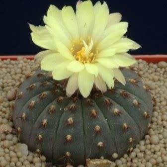 Frailea castanea - 5 Seed Pack - Rare Exotic Cactus Succulent - Combined Global Shipping NEW