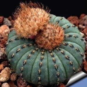 Frailea castanea - 5 Seed Pack - Rare Exotic Cactus Succulent - Combined Global Shipping NEW