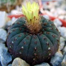 Frailea castanea - 5 Seed Pack - Rare Exotic Cactus Succulent - Combined Global Shipping NEW