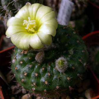 Frailea cataphracta - 5 Seed Pack - Rare Exotic Cactus Succulent - Combined Global Shipping NEW