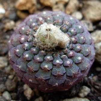 Frailea cataphracta - 5 Seed Pack - Rare Exotic Cactus Succulent - Combined Global Shipping NEW