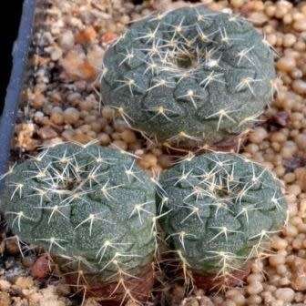 Frailea cataphracta - 5 Seed Pack - Rare Exotic Cactus Succulent - Combined Global Shipping NEW