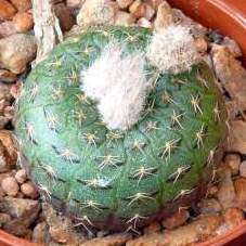 Frailea cataphracta - 5 Seed Pack - Rare Exotic Cactus Succulent - Combined Global Shipping NEW