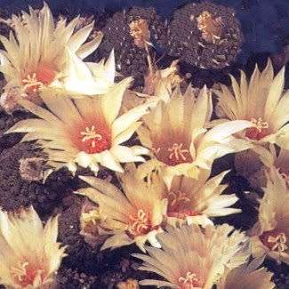 Frailea cataphracta - 5 Seed Pack - Rare Exotic Cactus Succulent - Combined Global Shipping NEW