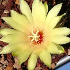 Frailea cataphracta - 5 Seed Pack - Rare Exotic Cactus Succulent - Combined Global Shipping NEW