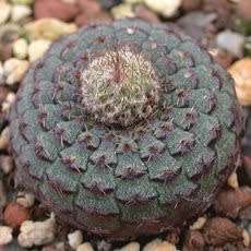 Frailea cataphracta - 5 Seed Pack - Rare Exotic Cactus Succulent - Combined Global Shipping NEW