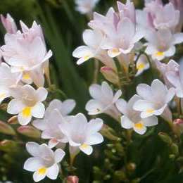 4 Freesia alba Seeds - Indigenous South African Endemic Perennial Bulb - Combined Global Shipping