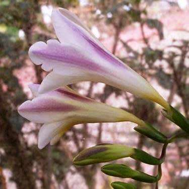 4 Freesia alba Seeds - Indigenous South African Endemic Perennial Bulb - Combined Global Shipping