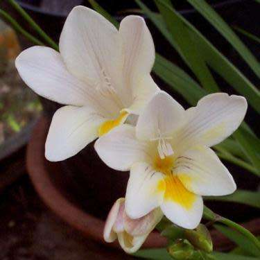 4 Freesia alba Seeds - Indigenous South African Endemic Perennial Bulb - Combined Global Shipping