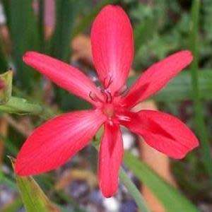 3 Freesia grandiflora Seeds - syn. Anomatheca grandiflora Seeds - Indigenous Perennial Bulb