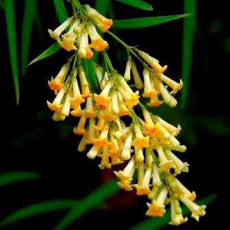 10 Freylinia lanceolata Seeds - Honeybells - Indigenous Perennial Flowering Shrub