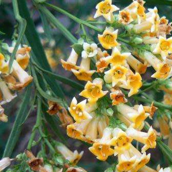 10 Freylinia lanceolata Seeds - Honeybells - Indigenous Perennial Flowering Shrub