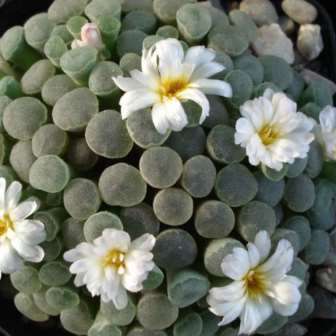 Frithia humilis Seeds - Window Plants, Fairy Elephant`s Feet - Indigenous Succulent Mesemb