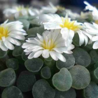 Frithia humilis Seeds - Window Plants, Fairy Elephant`s Feet - Indigenous Succulent Mesemb