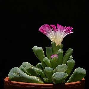5 Frithia pulchra Seeds - Window Plants, Fairy Elephant's Feet - Indigenous Succulent Mesemb
