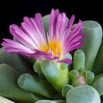5 Frithia pulchra Seeds - Window Plants, Fairy Elephant's Feet - Indigenous Succulent Mesemb