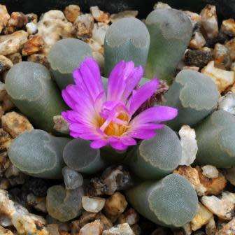 5 Frithia pulchra Seeds - Window Plants, Fairy Elephant's Feet - Indigenous Succulent Mesemb