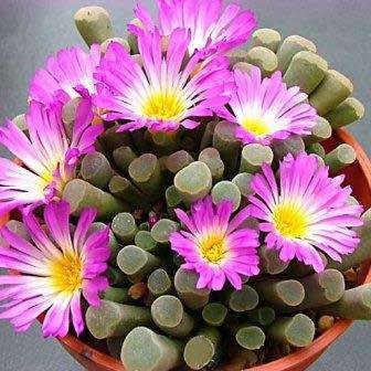 5 Frithia pulchra Seeds - Window Plants, Fairy Elephant's Feet - Indigenous Succulent Mesemb
