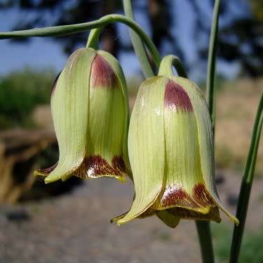 Fritillaria acmopetala Seeds - Exotic Perennial Bulb -Combined Global Shipping- New