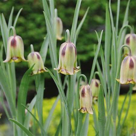 Fritillaria acmopetala Seeds - Exotic Perennial Bulb -Combined Global Shipping- New