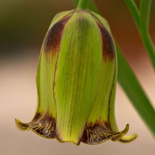 Fritillaria acmopetala Seeds - Exotic Perennial Bulb -Combined Global Shipping- New
