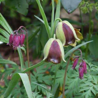 Fritillaria acmopetala Seeds - Exotic Perennial Bulb -Combined Global Shipping- New