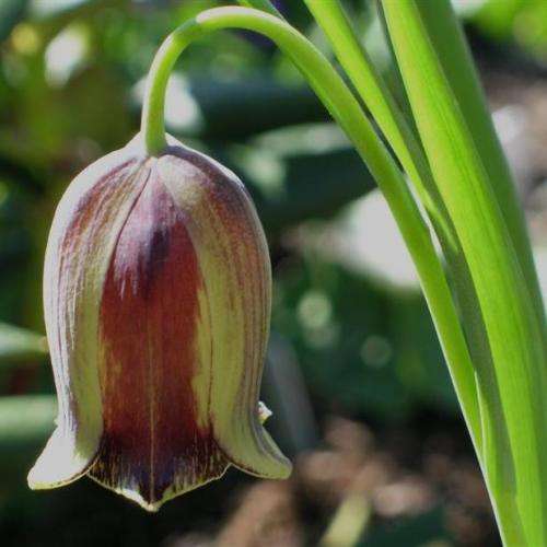 Fritillaria acmopetala Seeds - Exotic Perennial Bulb -Combined Global Shipping- New