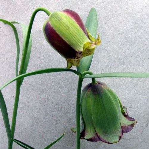 Fritillaria acmopetala Seeds - Exotic Perennial Bulb -Combined Global Shipping- New