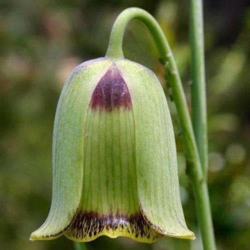 Fritillaria acmopetala Seeds - Exotic Perennial Bulb -Combined Global Shipping- New