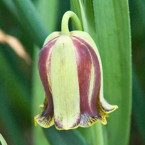 Fritillaria acmopetala Seeds - Exotic Perennial Bulb -Combined Global Shipping- New