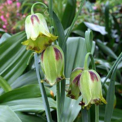Fritillaria acmopetala Seeds - Exotic Perennial Bulb -Combined Global Shipping- New