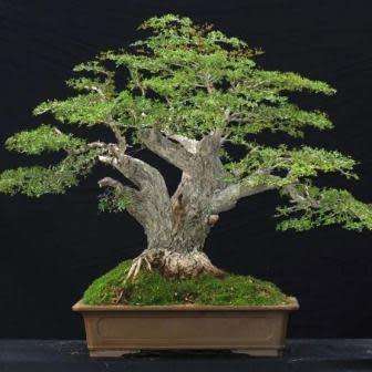 5 Galpinia transvaalica Seeds - Wild Pride of India - South African Indigenous Bonsai + EBook