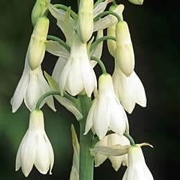 10 Galtonia candicans Seeds - Summer Hyacinth, Cape Hyacinth - Indigenous South African Bulb