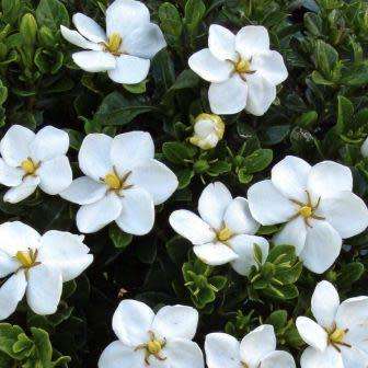 Gardenia jasminoides - 4 Seeds - Cape Jasmine Tree or Shrub, NEW